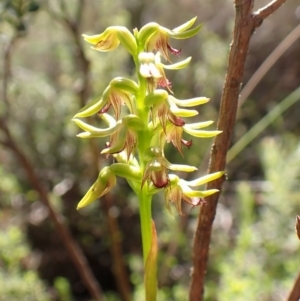 Corunastylis cornuta at Aranda Bushland - suppressed