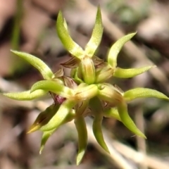 Corunastylis cornuta at Aranda Bushland - suppressed