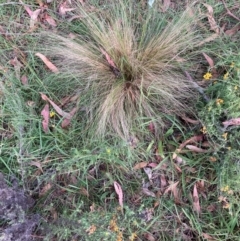 Nassella trichotoma (Serrated Tussock) at Watson, ACT - 7 Feb 2024 by waltraud