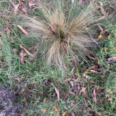 Nassella trichotoma (Serrated Tussock) at The Fair, Watson - 7 Feb 2024 by waltraud