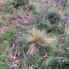 Nassella trichotoma at Mount Majura - 7 Feb 2024