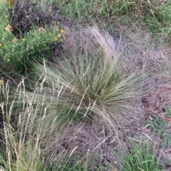 Nassella trichotoma (Serrated Tussock) at The Fair, Watson - 7 Feb 2024 by waltraud