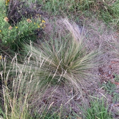 Nassella trichotoma (Serrated Tussock) at The Fair, Watson - 7 Feb 2024 by waltraud