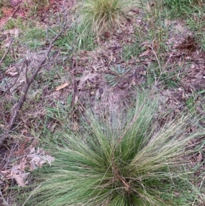 Nassella trichotoma at Mount Majura - 7 Feb 2024