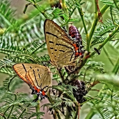 Jalmenus evagoras (Imperial Hairstreak) at Winston Hills, NSW - 8 Feb 2024 by poppyde