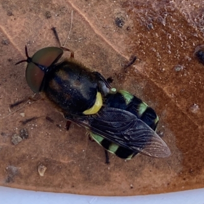 Odontomyia hunteri (Soldier fly) at Theodore, ACT - 8 Feb 2024 by Cardy