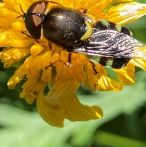 Odontomyia hunteri at Theodore, ACT - 8 Feb 2024