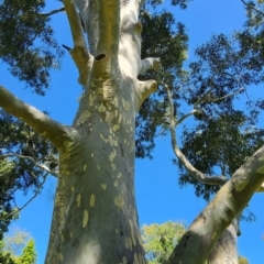 Corymbia maculata at Melbourne, VIC - 8 Feb 2024