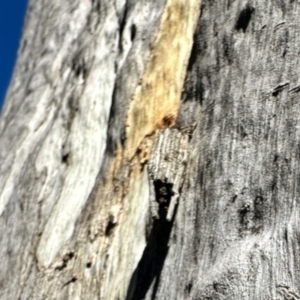 Clania ignobilis at Dryandra St Woodland - 7 Feb 2024