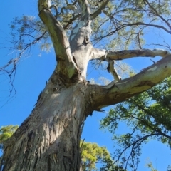 Eucalyptus camaldulensis subsp. camaldulensis at Melbourne, VIC - 8 Feb 2024