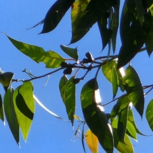 Eucalyptus robusta at Southbank, VIC - 8 Feb 2024