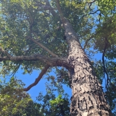 Eucalyptus robusta at Southbank, VIC - 8 Feb 2024
