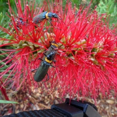 Chauliognathus lugubris (Plague Soldier Beetle) at Acton, ACT - 6 Feb 2024 by AndyRussell