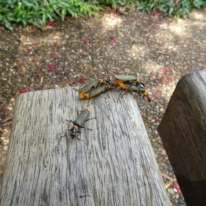 Chauliognathus lugubris at ANBG - 6 Feb 2024