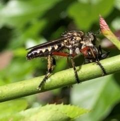 Thereutria amaraca (Spine-legged Robber Fly) at Theodore, ACT - 8 Feb 2024 by Cardy