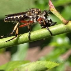 Thereutria amaraca at Theodore, ACT - 8 Feb 2024