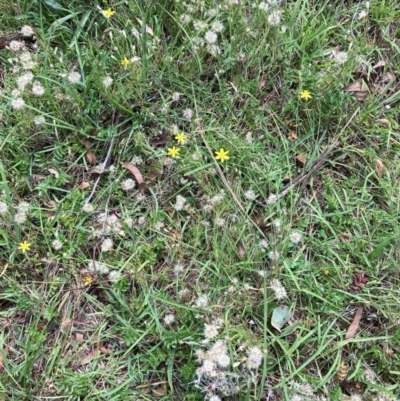 Vittadinia sp. (Fuzzweed) at Mount Majura - 7 Feb 2024 by waltraud