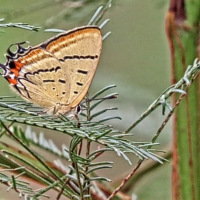 Jalmenus evagoras (Imperial Hairstreak) at Winston Hills, NSW - 8 Feb 2024 by poppyde