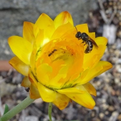 Lasioglossum (Chilalictus) sp. (genus & subgenus) (Halictid bee) at GG12 - 6 Feb 2024 by AndyRussell