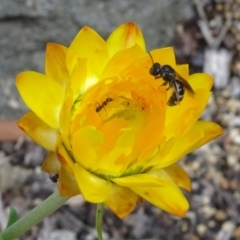 Lasioglossum (Chilalictus) sp. (genus & subgenus) (Halictid bee) at GG12 - 6 Feb 2024 by AndyRussell
