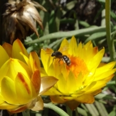 Lasioglossum (Chilalictus) sp. (genus & subgenus) at Undefined Area - 6 Feb 2024 12:37 PM