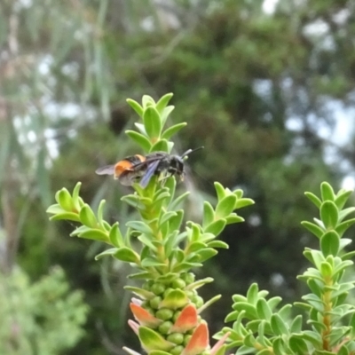 Hyleoides concinna (Wasp-mimic bee) at ANBG - 6 Feb 2024 by AndyRussell