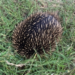 Tachyglossus aculeatus at Belconnen, ACT - 8 Feb 2024 03:18 PM