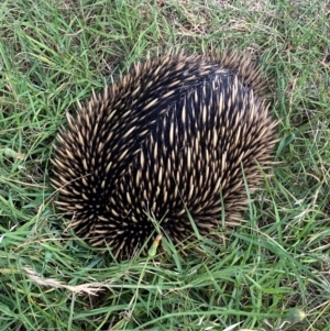 Tachyglossus aculeatus at Belconnen, ACT - 8 Feb 2024