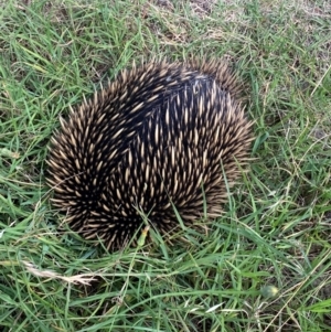 Tachyglossus aculeatus at Belconnen, ACT - 8 Feb 2024 03:18 PM