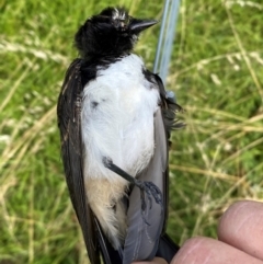 Rhipidura leucophrys (Willie Wagtail) at Whitlam, ACT - 8 Feb 2024 by SteveBorkowskis