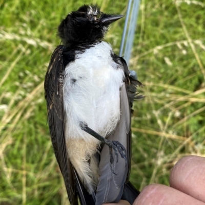 Rhipidura leucophrys (Willie Wagtail) at Molonglo River Reserve - 8 Feb 2024 by SteveBorkowskis