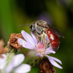 Lasioglossum (Parasphecodes) sp. (genus & subgenus) (Halictid bee) at Downer, ACT - 8 Feb 2024 by RobertD