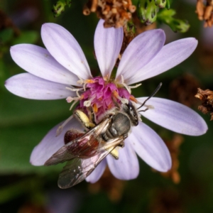 Lasioglossum (Parasphecodes) sp. (genus & subgenus) at Downer, ACT - 8 Feb 2024