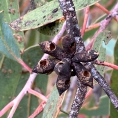 Eucalyptus nortonii (Large-flowered Bundy) at Garran, ACT - 29 Dec 2023 by Tapirlord