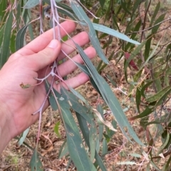 Eucalyptus nortonii at Garran, ACT - 29 Dec 2023