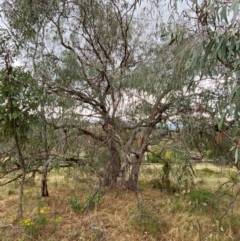 Eucalyptus nortonii at Garran, ACT - 29 Dec 2023