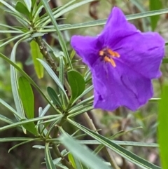 Solanum linearifolium (Kangaroo Apple) at Red Hill Nature Reserve - 29 Dec 2023 by Tapirlord