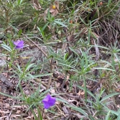 Solanum linearifolium at Red Hill Nature Reserve - 29 Dec 2023