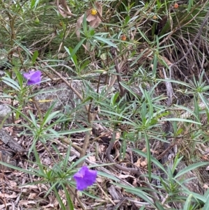 Solanum linearifolium at Red Hill Nature Reserve - 29 Dec 2023