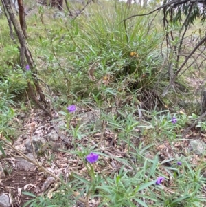 Solanum linearifolium at Red Hill Nature Reserve - 29 Dec 2023