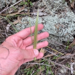 Austrostipa densiflora (Foxtail Speargrass) at Red Hill Nature Reserve - 29 Dec 2023 by Tapirlord