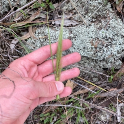 Austrostipa densiflora (Foxtail Speargrass) at Garran, ACT - 29 Dec 2023 by Tapirlord