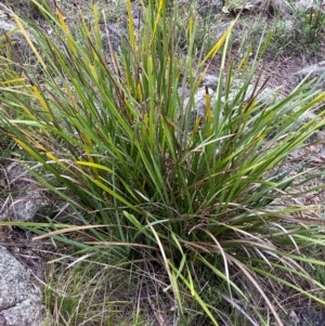 Lomandra longifolia at Red Hill Nature Reserve - 29 Dec 2023 05:34 PM