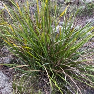 Lomandra longifolia at Red Hill Nature Reserve - 29 Dec 2023
