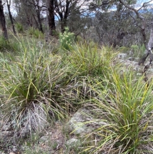 Lomandra longifolia at Red Hill Nature Reserve - 29 Dec 2023