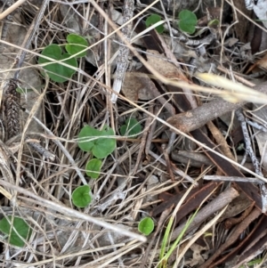 Dichondra repens at Red Hill Nature Reserve - 29 Dec 2023 05:32 PM