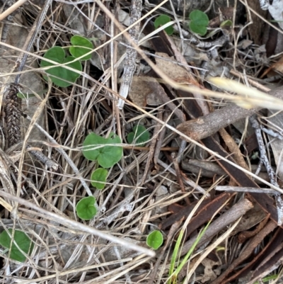 Dichondra repens (Kidney Weed) at Garran, ACT - 29 Dec 2023 by Tapirlord