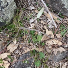 Dichondra repens at Red Hill Nature Reserve - 29 Dec 2023 05:32 PM