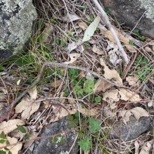 Dichondra repens at Red Hill Nature Reserve - 29 Dec 2023 05:32 PM