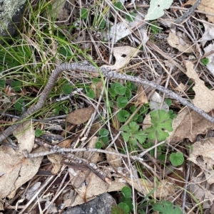 Dichondra repens at Red Hill Nature Reserve - 29 Dec 2023